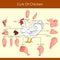 Vector illustration of different cuts of Chicken