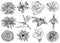 Vector illustration of different flowers (black and white)