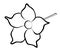 Vector illustration of dipladenia flower