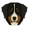 Vector illustration of the dog`s head Bernese Mountain Dog Isolated object