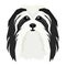 Vector illustration of the dog`s head Havanese Dog Isolated object