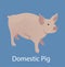 Vector illustration of a domestic Pig with blue background.