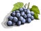 Vector illustration of drawing grapes berries.
