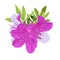 Vector Illustration of Dwarf Korean Azalea