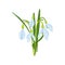 vector illustration of Easter theme, bouquet of spring flowers snowdrops, white flowers, buds and leaves, spring party