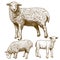 Vector illustration of engraving three sheep