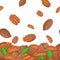 Vector illustration of falling brazilnut nuts. Background a brazilian nut. Pattern walnut fruit in the shell, whole