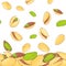 Vector illustration of falling pistachios nuts. Background a pistachio nut. Pattern walnut fruit in the shell, whole