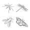 Vector illustration of fauna and entomology icon. Collection of fauna and animal stock vector illustration.