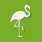 Vector illustration of Flamingo white on a green background