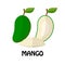 Vector Illustration Flat Green Mango isolated on white background , minimal style , Raw materials fresh