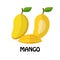 Vector Illustration Flat Mango isolated on white background , minimal style , Raw materials fresh