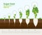 Vector illustration in flat style. Phases and stage of growth, development and productivity of sugar beet in the garden