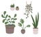 Vector illustration in a flat style. A variety of indoor plants: succulents, sansevieria, monstera. Potted greens and