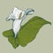 Vector illustration - flower calla