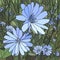 Vector illustration of flower chicory ( Succory).