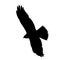 Vector illustration of flying marsh harrier in the sky black and white