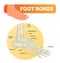 Vector illustration with foot bones. Medical diagram and educational scheme with tibia, fibula, malleous, talus and navicular.