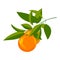 Vector illustration of fresh oranges