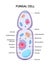 Vector illustration of the Fungal cell anatomy structure. Educational infographic