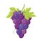 Vector illustration of a funny bunch of purple grapes in cartoon style