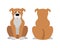 Vector illustration of funny cartoon dogs breeds set. Boxer dog