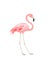 Vector illustration with funny pink flamingo. Paper flat design with exotic birds