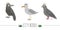 Vector illustration of funny seagull, raven, pigeon with poo. Sea or city birds in hats picture isolated on white background. Flat