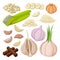 Vector illustration garlic on white background . Isolated cartoon set icon food of onion . Vector cartoon set icon