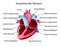 Vector illustration in german language with medical structure of heart