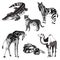 Vector illustration giraffe, zebra, crocodile, camel, snake and tiger. black and white and gray.