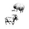 Vector illustration. Goat and sheep.