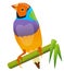 Vector illustration of a Gouldian Finch