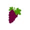 Vector illustration of grape