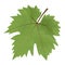 Vector illustration,Grape leaf on white background