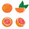Vector illustration of grapefruit fruits
