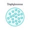 vector illustration graphic of staphylococcus bacteria