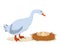 Vector illustration of a gray goose standing next to a nest of eggs. Isolated