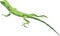 Vector illustration of green iguana