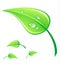 Vector illustration green leaf
