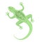 Vector illustration of a green lizard