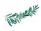 Vector illustration of green rosemary