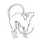 Vector illustration. Hand drawn doodle of stretching sphinx cat with a long curled tail. Thoroughbred domestic animal