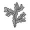 Vector illustration of hand drawn Fucus algae. Coloring page book - zendala for relaxation and meditation. Symbol of beauty