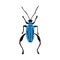 Vector illustration of a hand drawn garden ground beetle .Flat design. insect isolated on a white background. It is suitable for