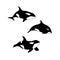Vector illustration of hand drawn killer whale set. Marine animal orca family