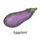 Vector illustration hand-drawn mature big eggplant