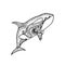 Vector illustration of hand drawn patterned killer whale. Doodle Orca. Coloring page