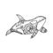 Vector illustration of hand drawn patterned killer whale. Doodle Orca. Coloring page book anti stress