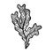 Vector illustration of hand drawn seaweed -  Fucus algae. Coloring page book anti stress for adult. Botanic tattoo